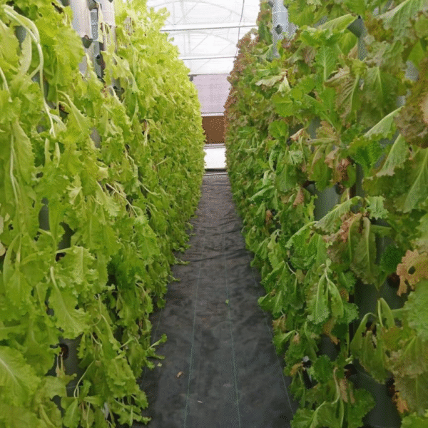 RO Water for Hydroponic Farming: The Key to Healthier and Safer Produce