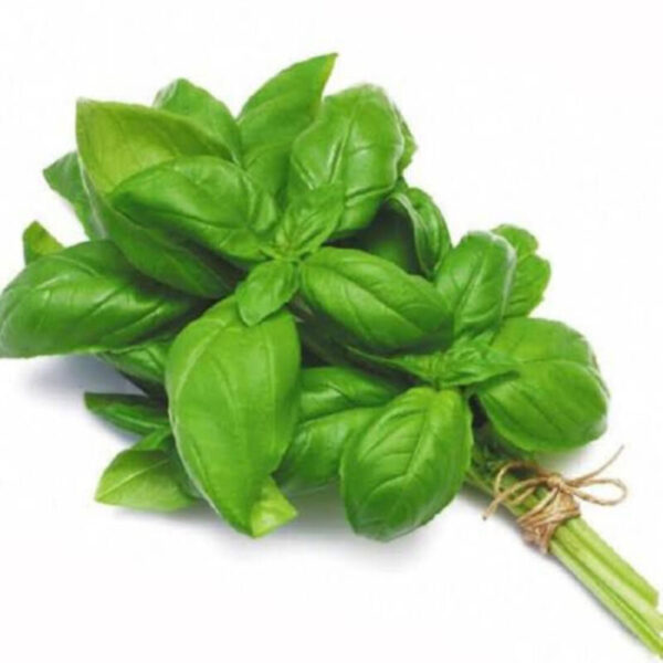 Basil Leaves-(100gm)